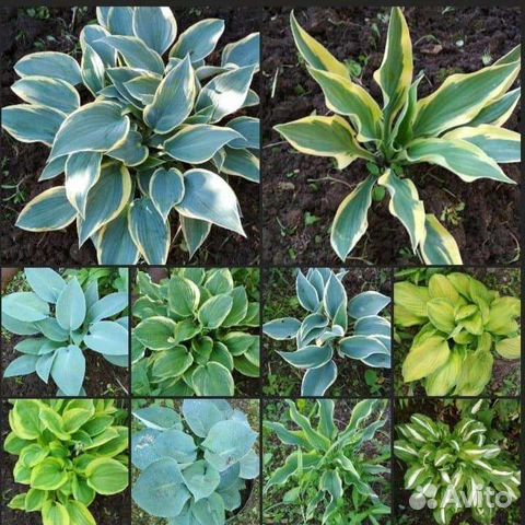 Хосты голубые сорта