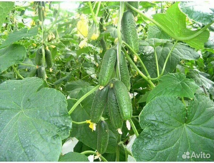 Семена огурцов корнишоны