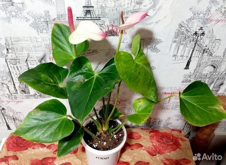 Антуриум Принцесса Амалия