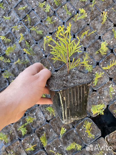 Саженец смарагд голд