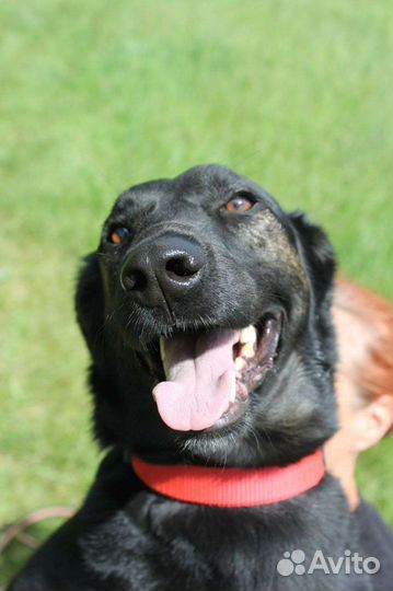 Чудесная Гера тоскует в клетке