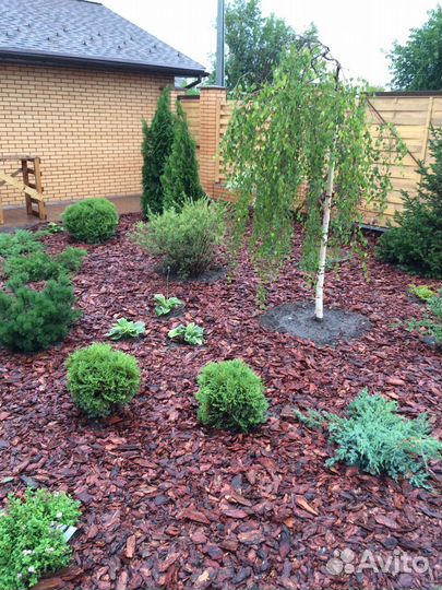 Кора лиственницы