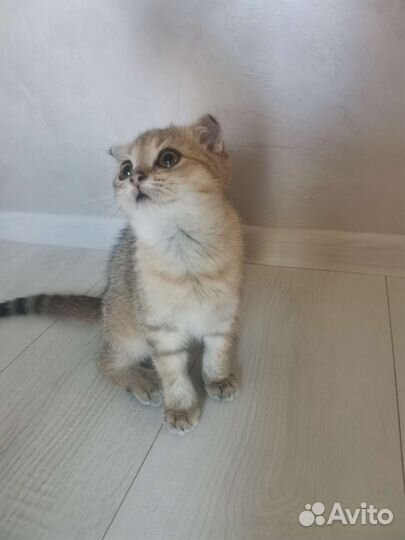 Шотландская вислоухая