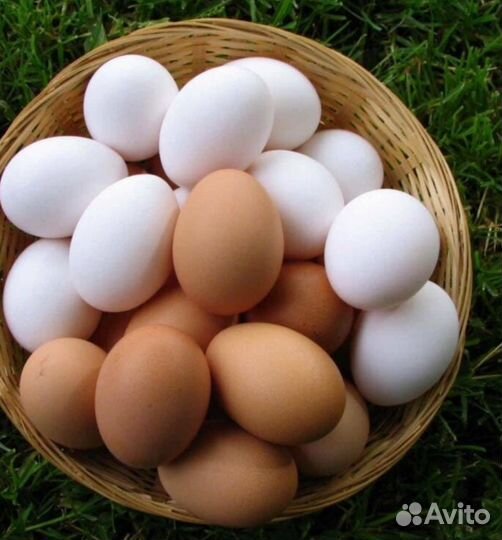 Домашние куриные яйца