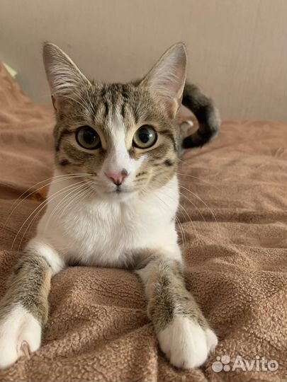 Девочка 7 месяцев. Бесплатно