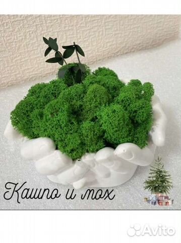 Кашпо со мхом