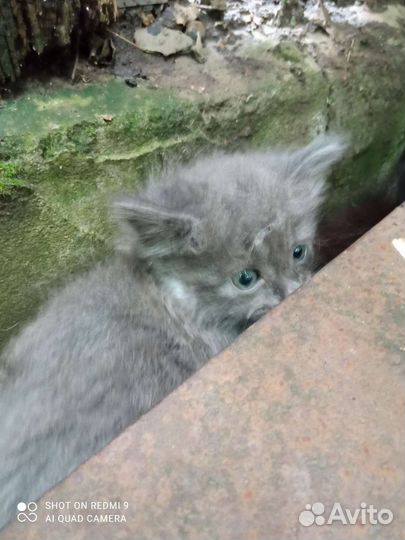 Кошки в добрые руки бесплатно