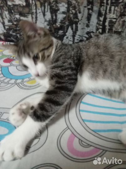 Котик в добрые руки