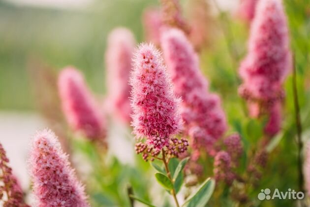 Спирея Билларда розовая