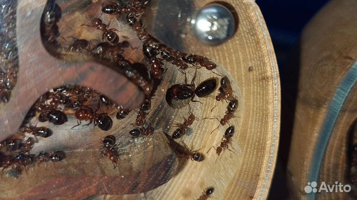 Harpegnathos saltator отводки и не только