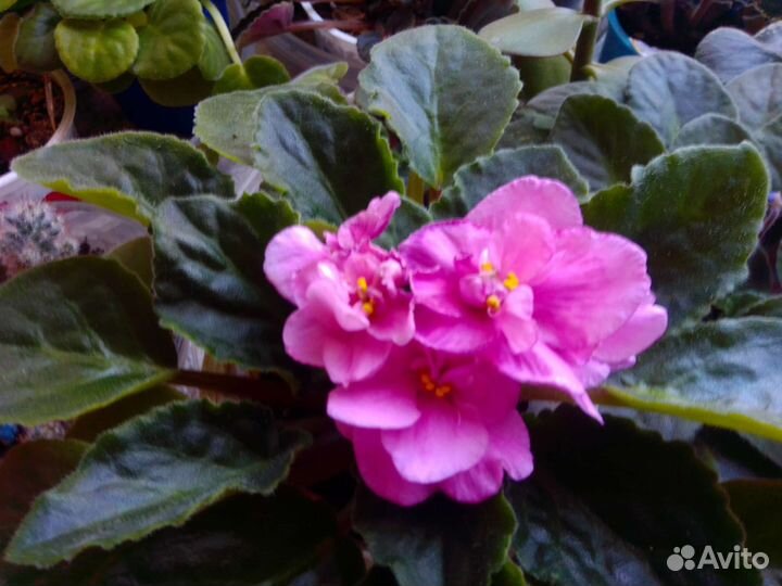 Фиалки цветущие