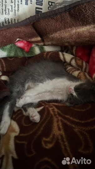 Котенок