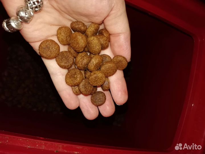 Зооменю Утка+Лосось медиум