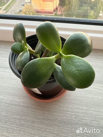 Комнатные цветы