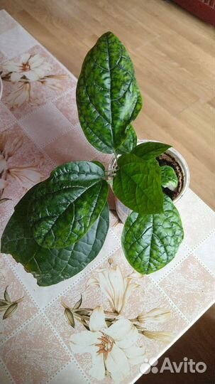 Клеродендрум госпожи Томпсон