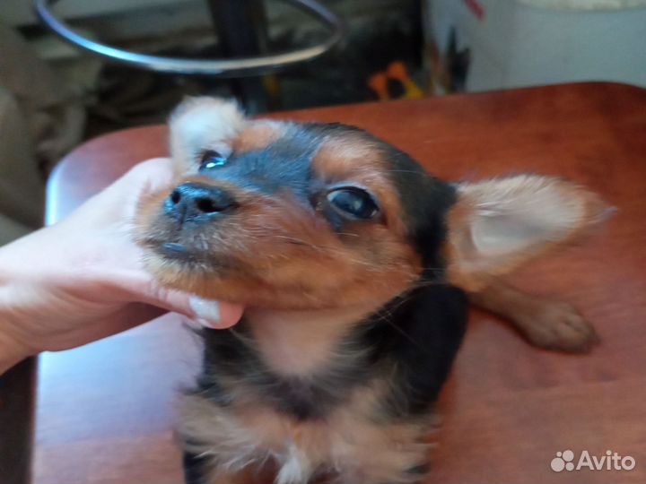 Мини той-терьер