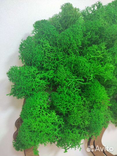 Панно из стабилизированного мха