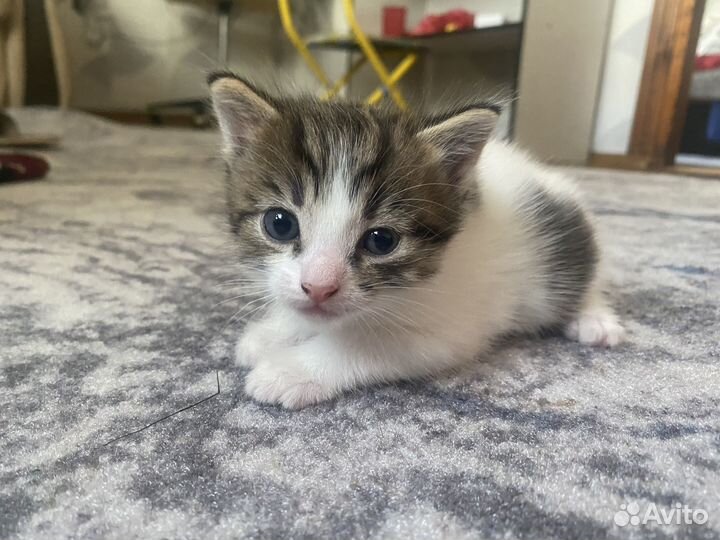 Отдам котят