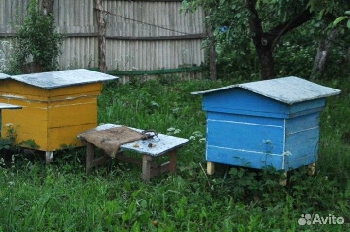 Улей с пчелами