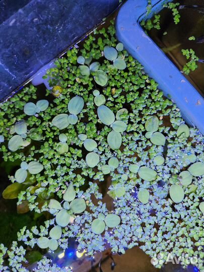 Аквариумные растения