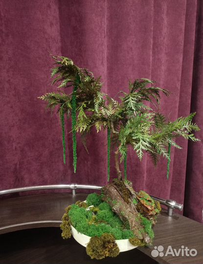 Бонсай. Подарок