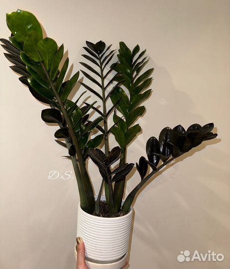 Комнатные растения