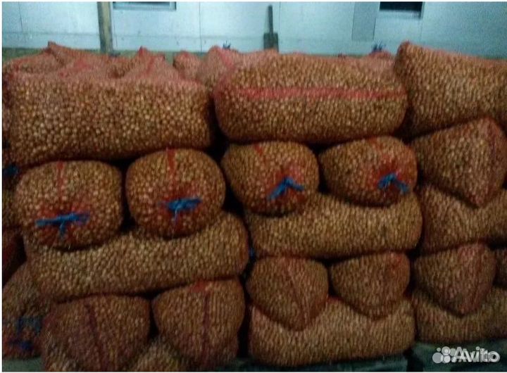 Лук севок Оптом