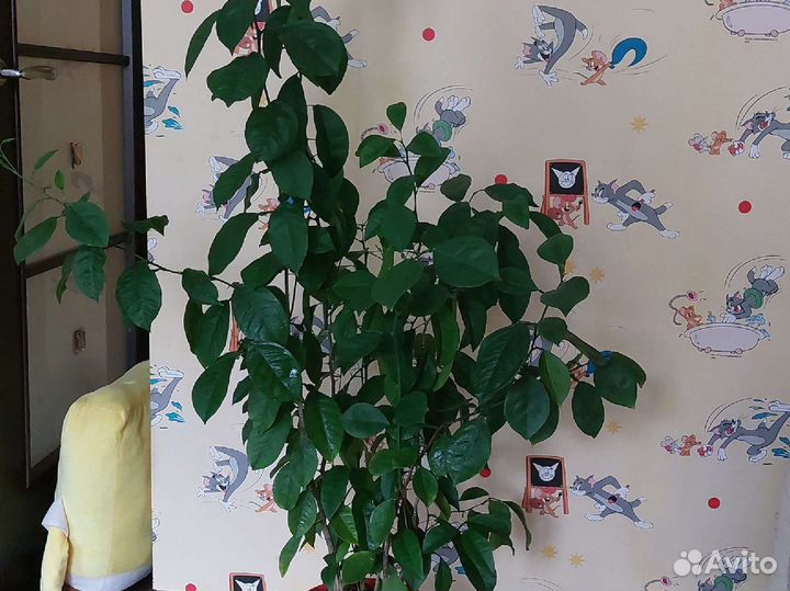 Лимонное дерево (высота 115 см)