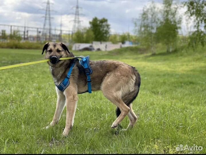 Обнимательный друг томится в приюте