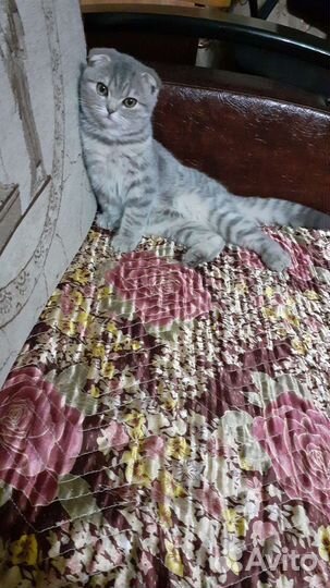 Отдам котят
