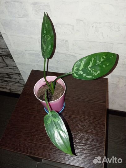 Комнатные цветы - Аглаонема