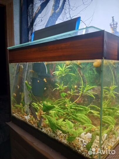 Аквариум с рыбками 80 л