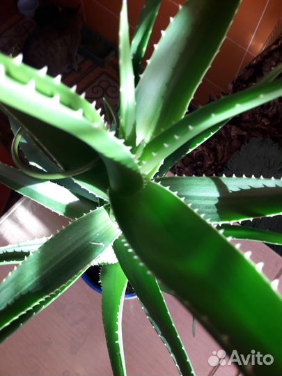 Алоэ лечебный (столетник)