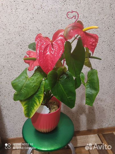 Антуриум Кавалли и Блэк love