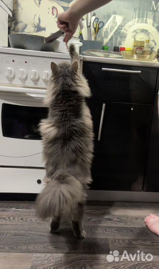 Сибирский кот