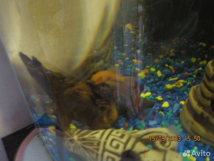 Сомики анциструсы