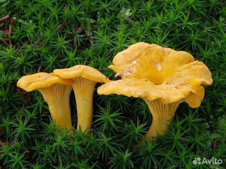 Сбор грибов, ягод