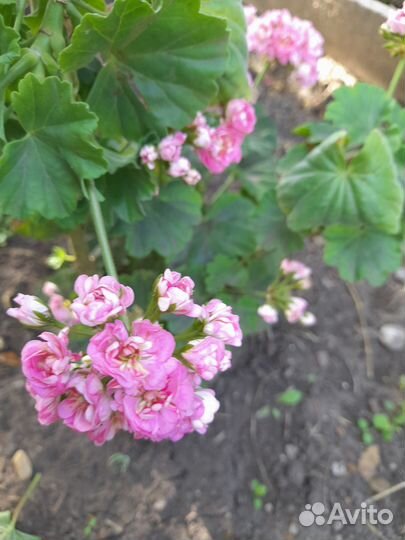 Комнатные растения цветы