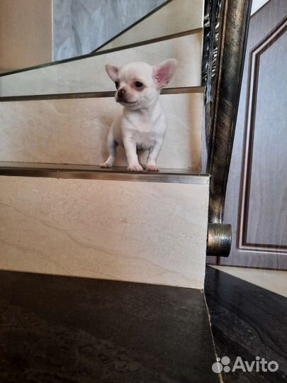 Мальчишка Габриэль