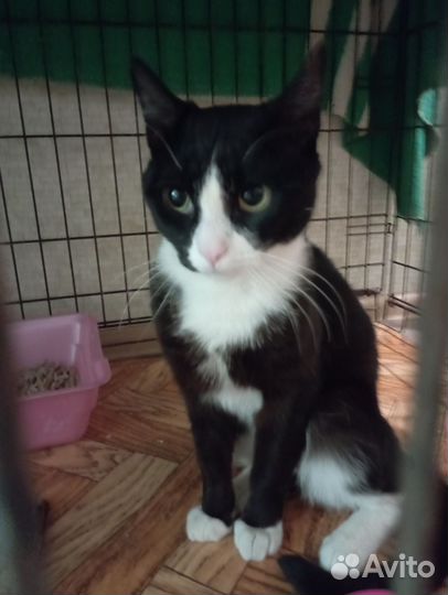 Красавчик Лаки