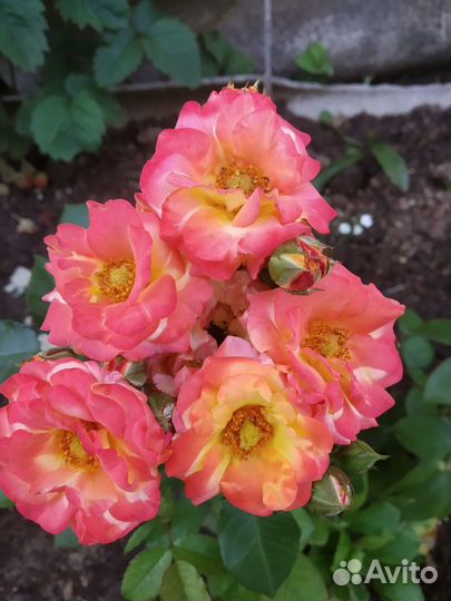 Продаю розы