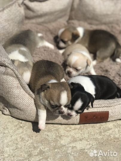 Щенки чихуахуа