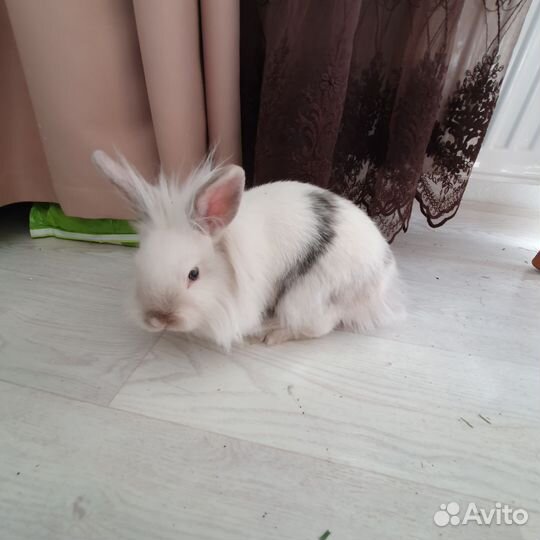 Декоративные кролики