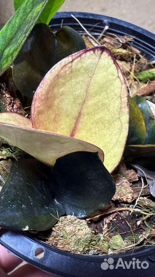 Замиокулькас Блэк пинк Акебоно