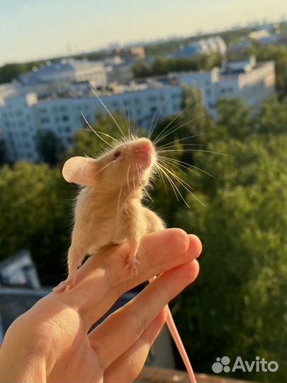 Мышь сатиновая