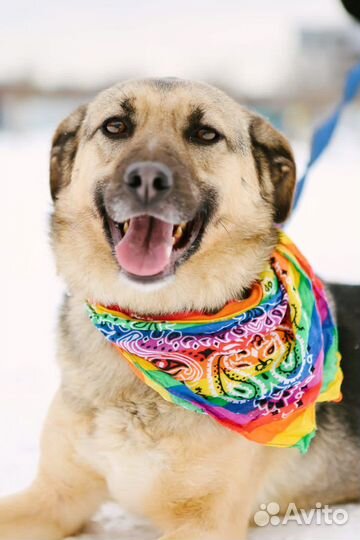 Собака в добрые руки девочка