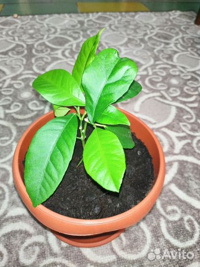 Лимон в горшке