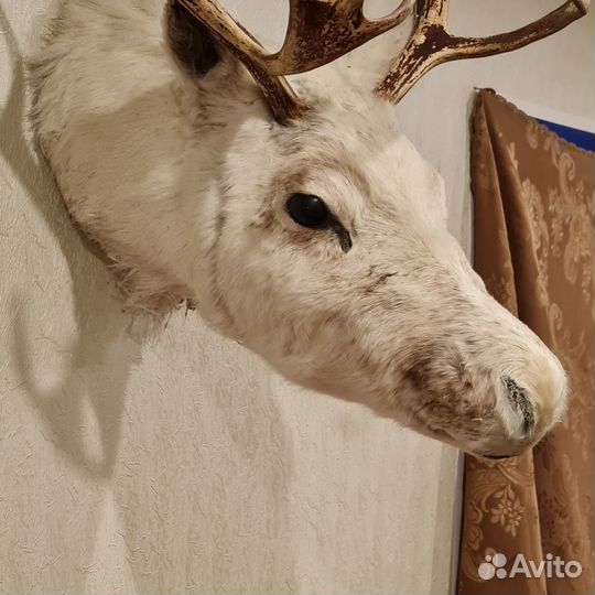 Чучело Голова оленя