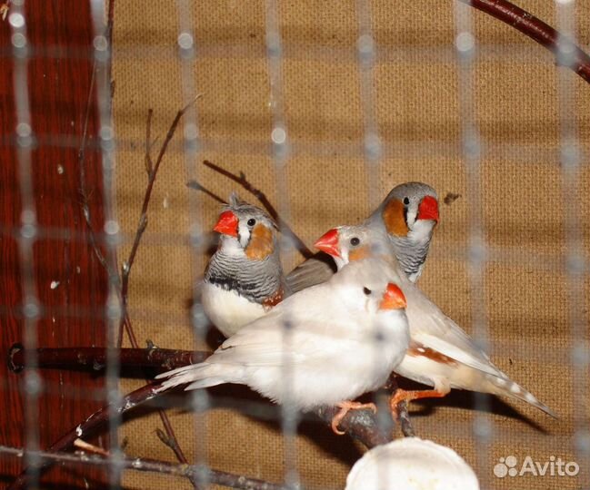 Зебровые Амадины