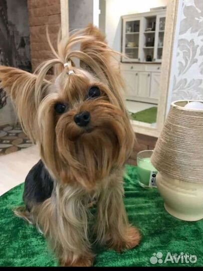 Йоркширский терьер мини